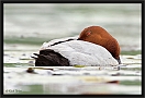 tafeleend 2_MG_7169